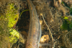 DSC08264