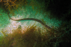 Syngnathe