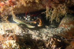 Homard