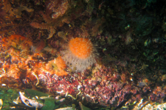 Alcyon