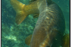 DSC02500