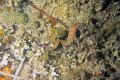 Murène