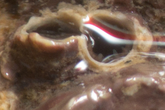 DSC05689