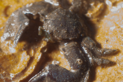 Crabe Porcelane
