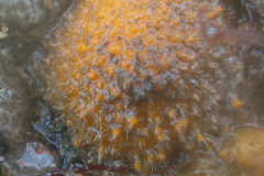 Orange de Mer