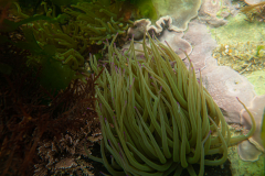 Anémone verte