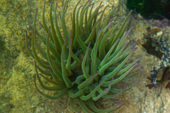 Anémone verte