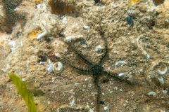 Ophiure