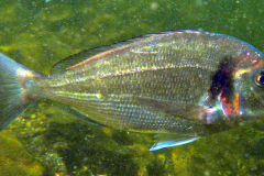 Dorade royale