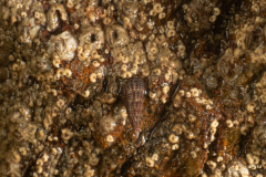 PENESTIN  estran