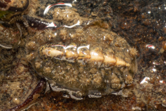 Chiton