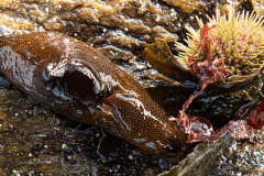 Lièvre de mer, Oursin