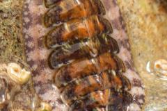 Chiton