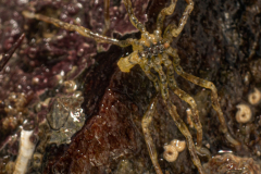 Ammothea hilgendorfi