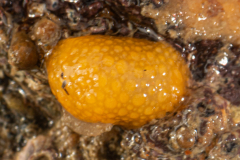 Doris Verrucosa