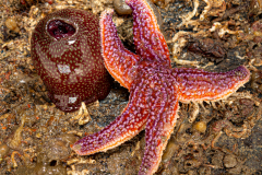 anémone fraise, Etoile de Mer
