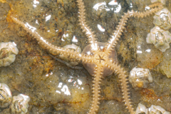 Ophiure