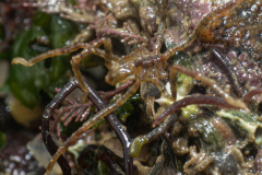 Ammothea hilgendorfi