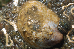 Ormeau, Chitons