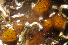Ascidie Botrylloides sp
