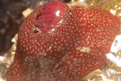 Anémone Fraise