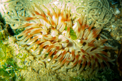 Dalhia