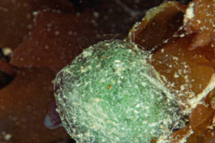 Phyllodoce tacheté