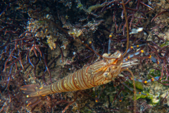 Crevette