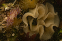 Faceline Auruculata, Ponte