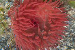 Anémone fraise