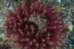 Dalhia