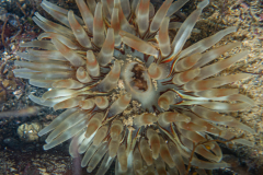 Dalhia