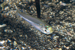athérine