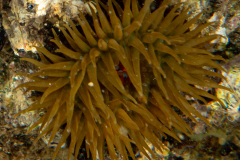 Anémone