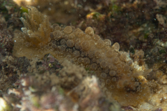 Doris Verrucosa