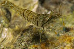 Crevette