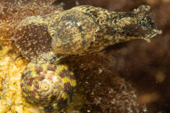 Haminoé petite barque