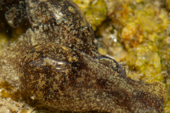 Haminoé petite barque