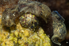 Haminoé petite barque