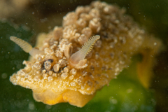 Doris Verrucosa