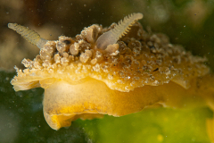 Doris Verrucosa