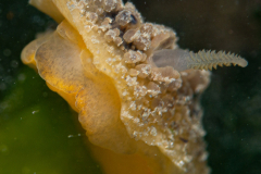 Doris Verrucosa