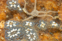 Ophiure, Botrylle