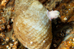 Anémone Gemme