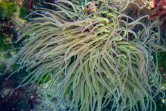 Anémone