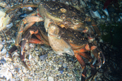 Crabe vert