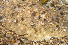 Sole