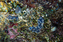 DSC07910