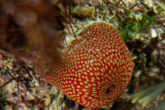 DSC07966