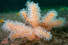 Alcyon